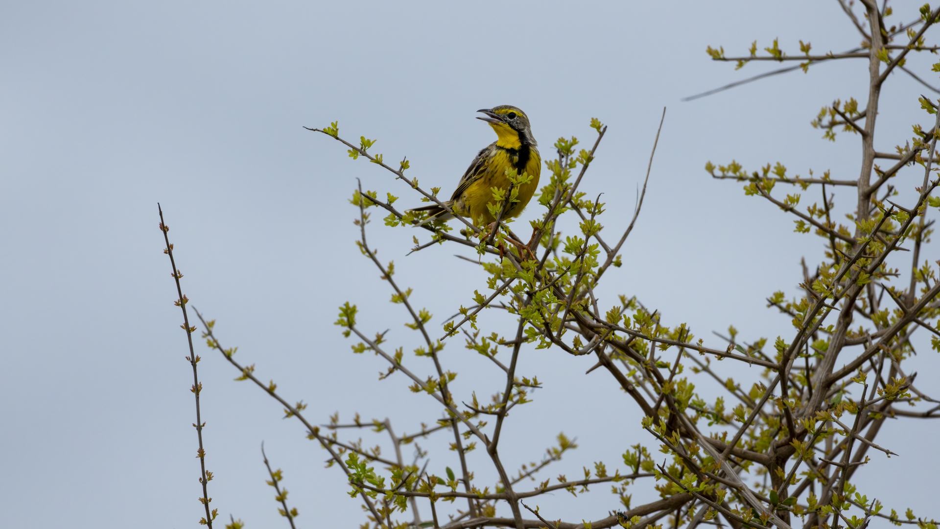 Kruger25 2025 11 02 07 03 39 ILCE 1M2 3533